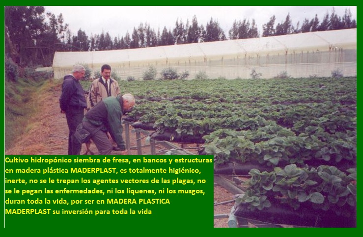 hidroponía cultivo hidropónico de fresa bancos elevados de cultivos hidropónicos fresa en bolsas colgantes banco técnica hidropónica elevada aérea colgantes levantados del suelo con sustrato 01 hidroponía cultivo hidropónico de fresa bancos elevados de cultivos hidropónicos fresa en bolsas colgantes banco técnica hidropónica elevada aérea colgantes levantados del suelo con sustrato 01 hidroponía cultivo hidropónico de fresa bancos elevados de cultivos hidropónicos fresa en bolsas colgantes banco técnica hidropónica elevada aérea colgantes levantados del suelo con sustrato 01